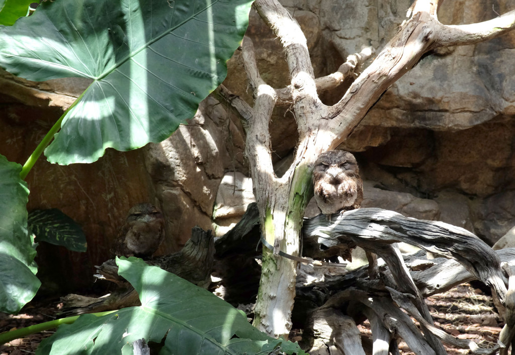 Cairns-Zoom-Tawny-frogmouth