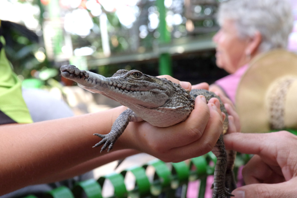 Cairns-Zoom-small-croc