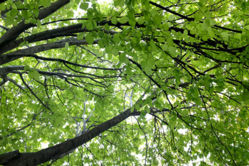 Leaves-on-Tree