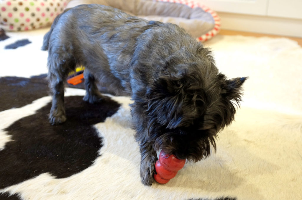 Cairn-Terrier-Kong-toy