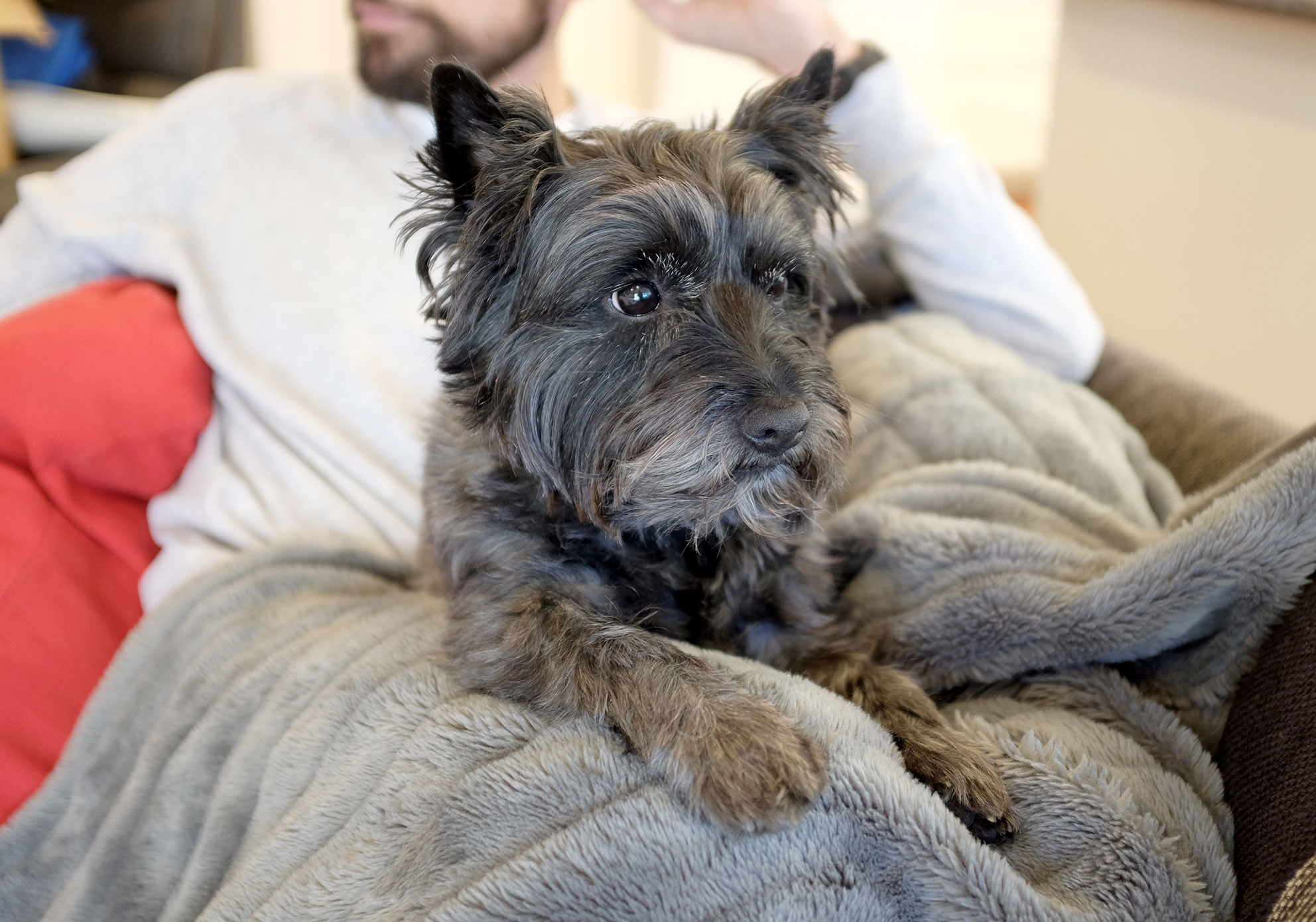 Cairn-Terrier-Watching