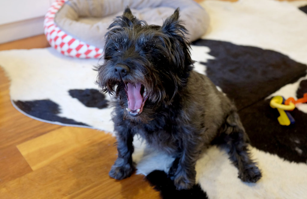 Cairn-terrier-yawning