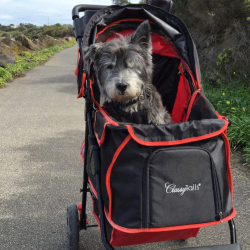 bill-in-dog-buggy