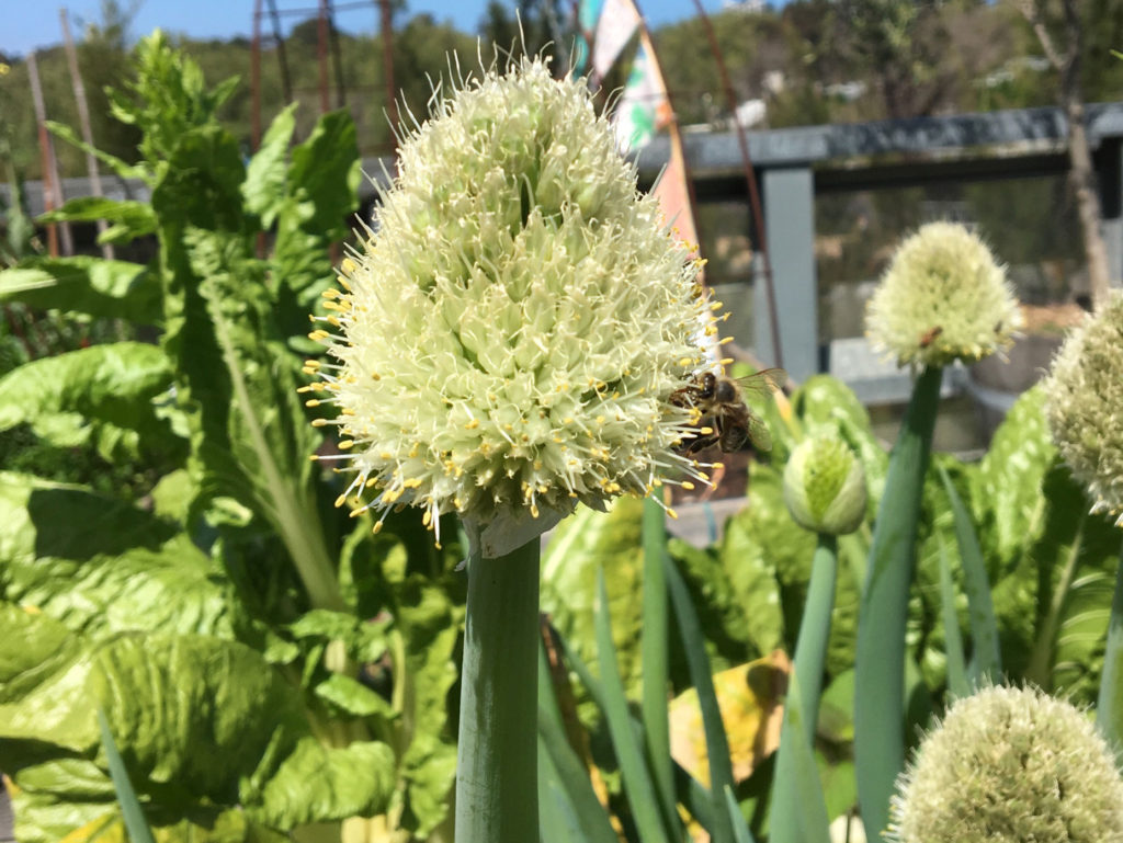 bee-in-veggie-garden