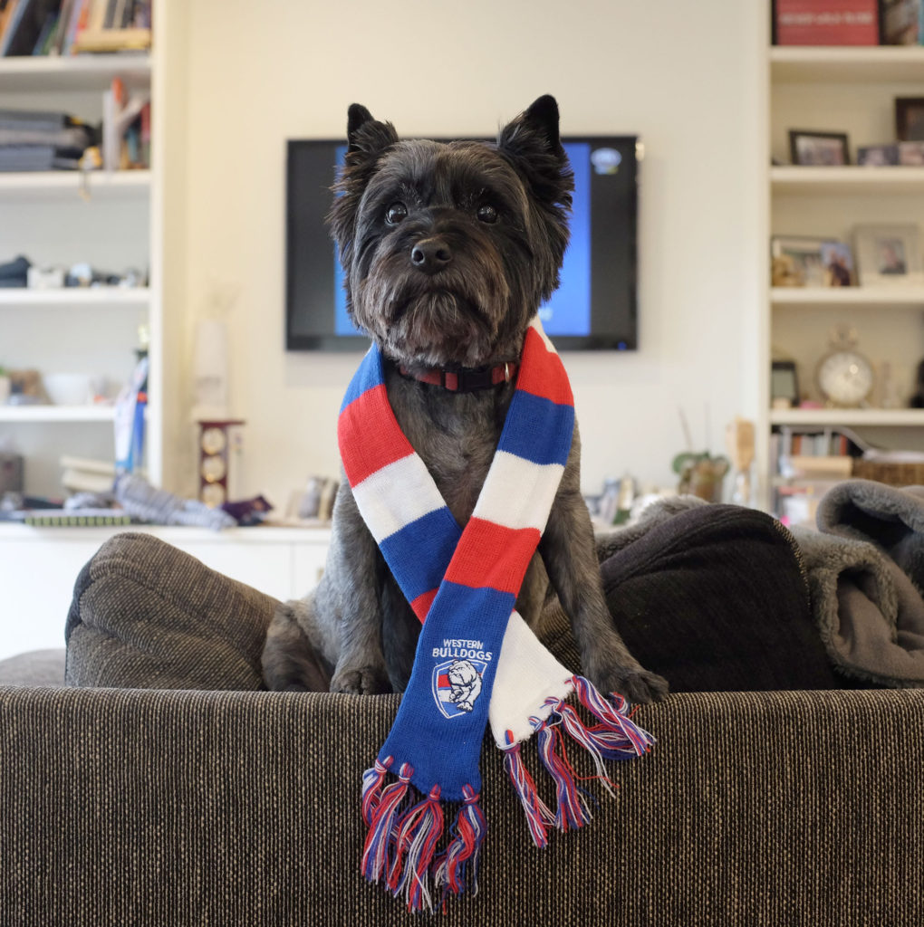 cairn-terrier-footy-scarf