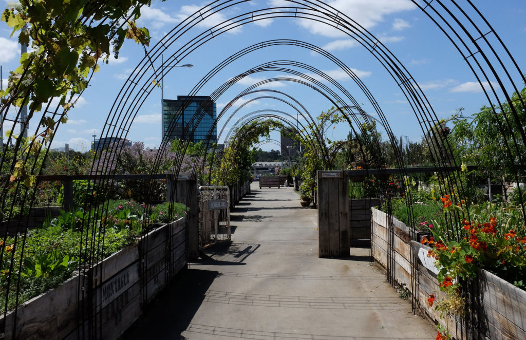 the-little-veggie-patch