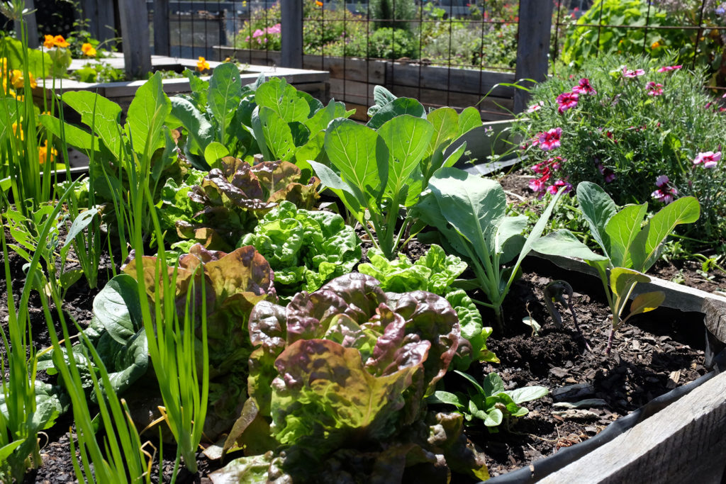 the-little-veggie-patch-co-veggies