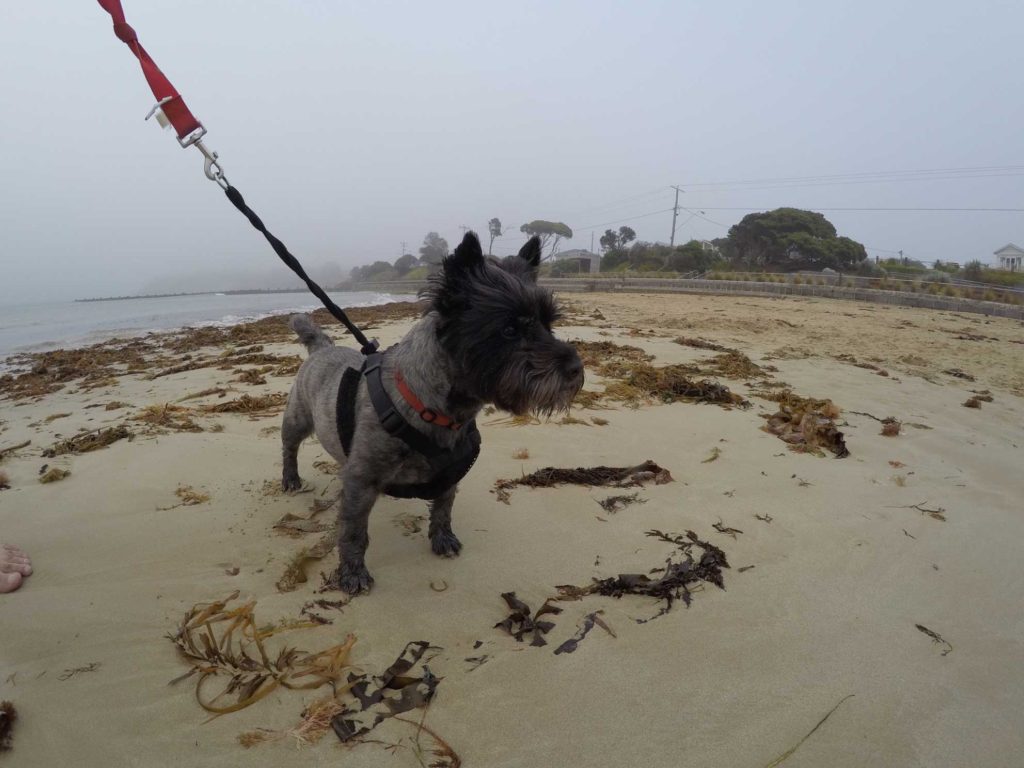 Beach-Cairn-Terrier