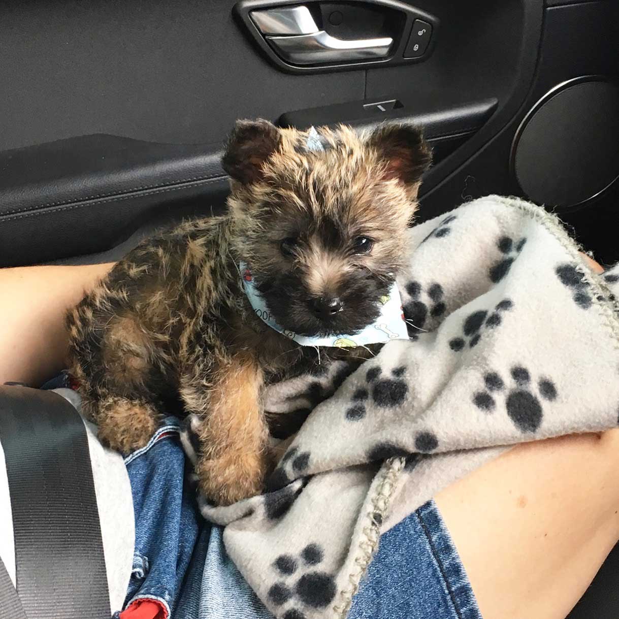 Toby-first-car-ride