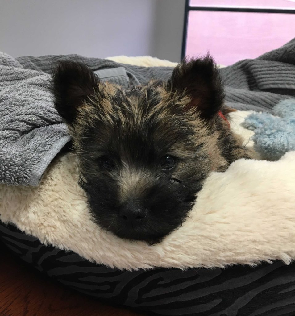 Toby-on-desk